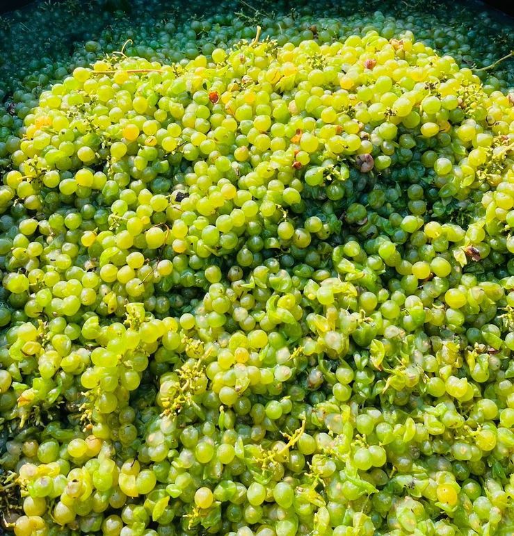 IMG_20260302_152927 (5)