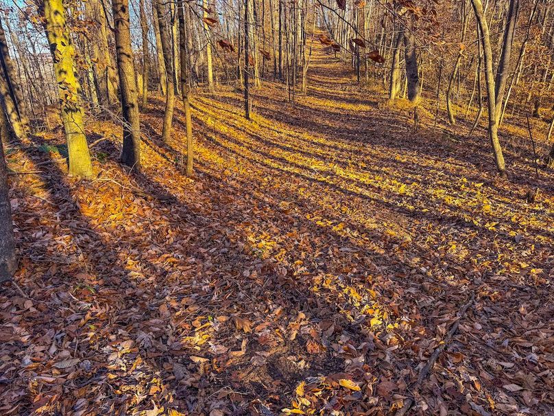 Pleasants_Wood 169.97 AC Cokeley-59