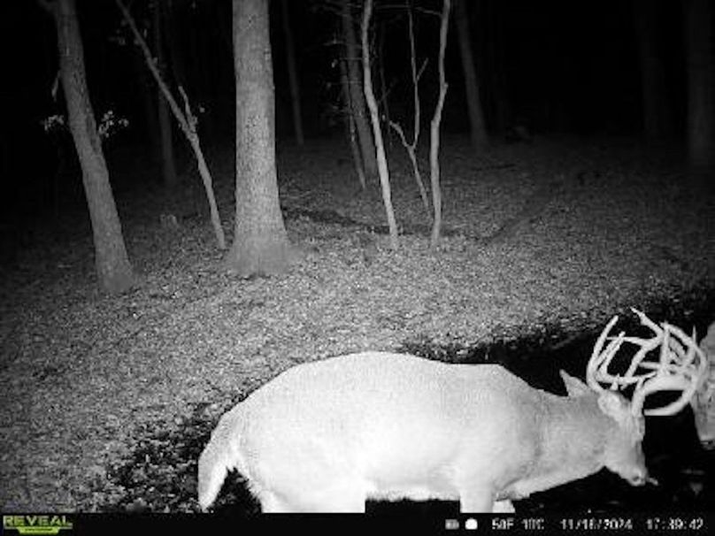 Sauk 174 Trailcam - 4