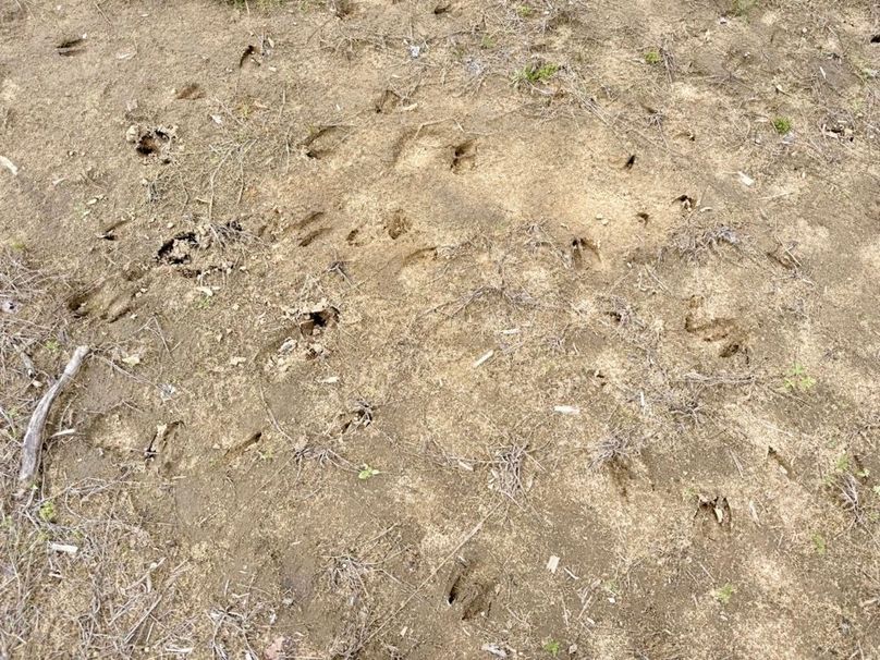 Tracks between foodplots close up