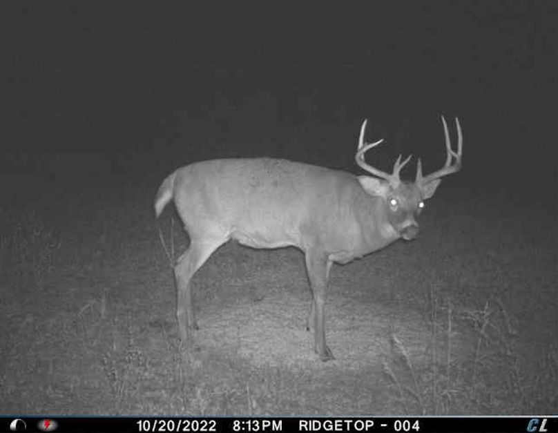 trail cam40