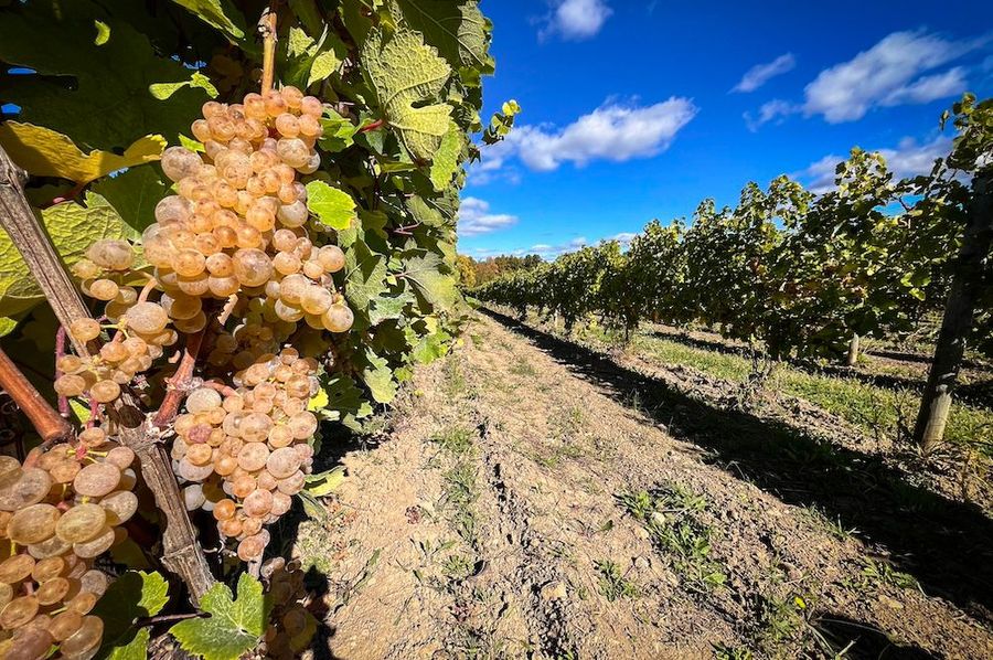 Seneca_15.2_Cayuga Ridge WInery Photo 4
