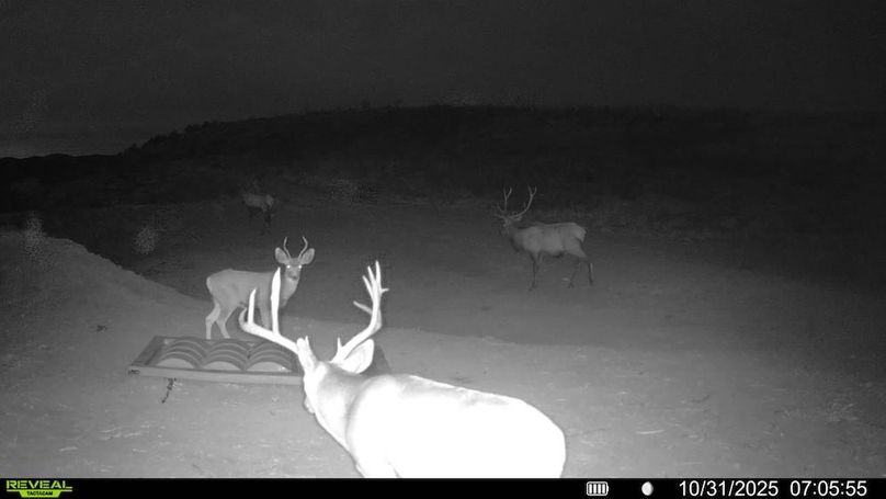 016578003984348-95-3-10312025070555-V-SYFW01175