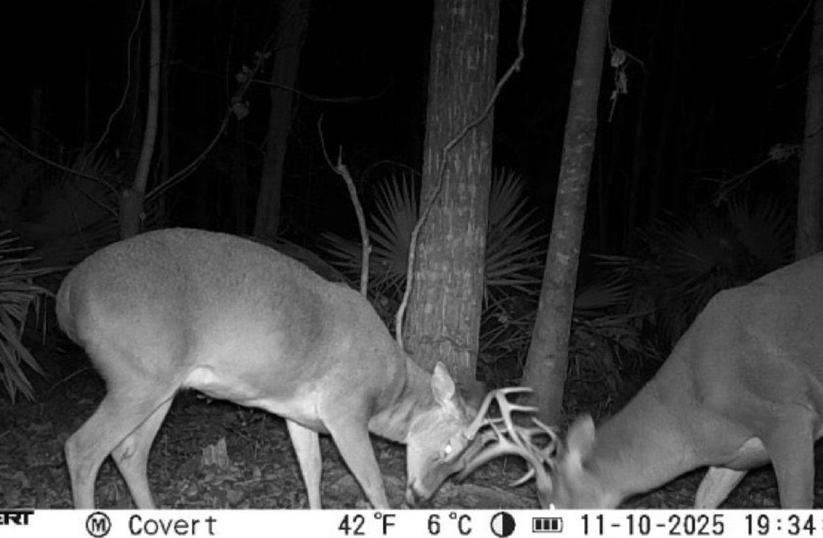 11_10_2025_19_34_49_3247557055