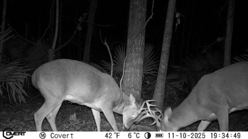 11_10_2025_19_34_49_3247557055