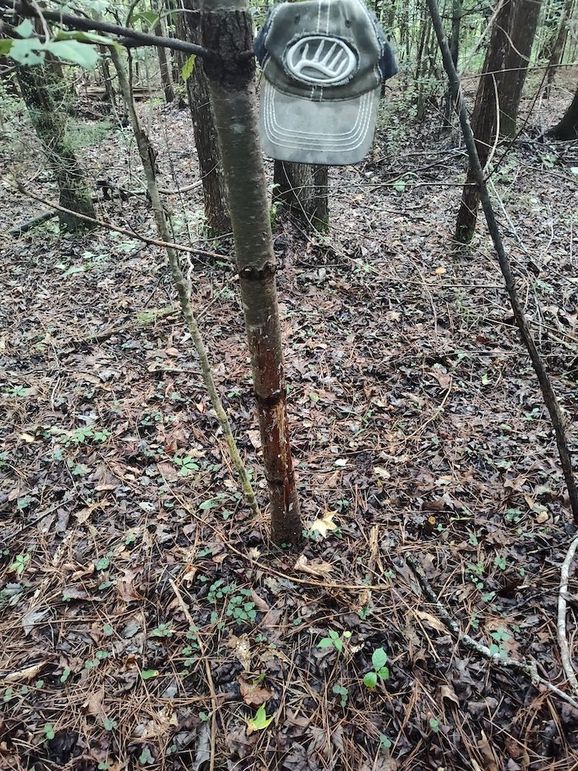 IMG_20250611_192430422