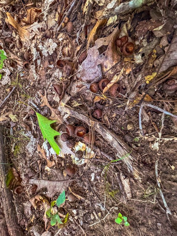 Lewis, WV 82.87 AC Barger-091