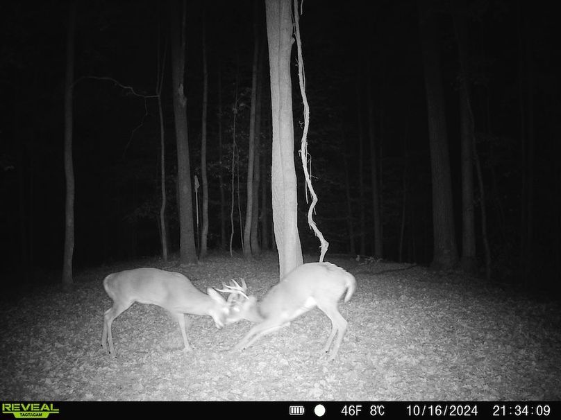 Trail Cam.26
