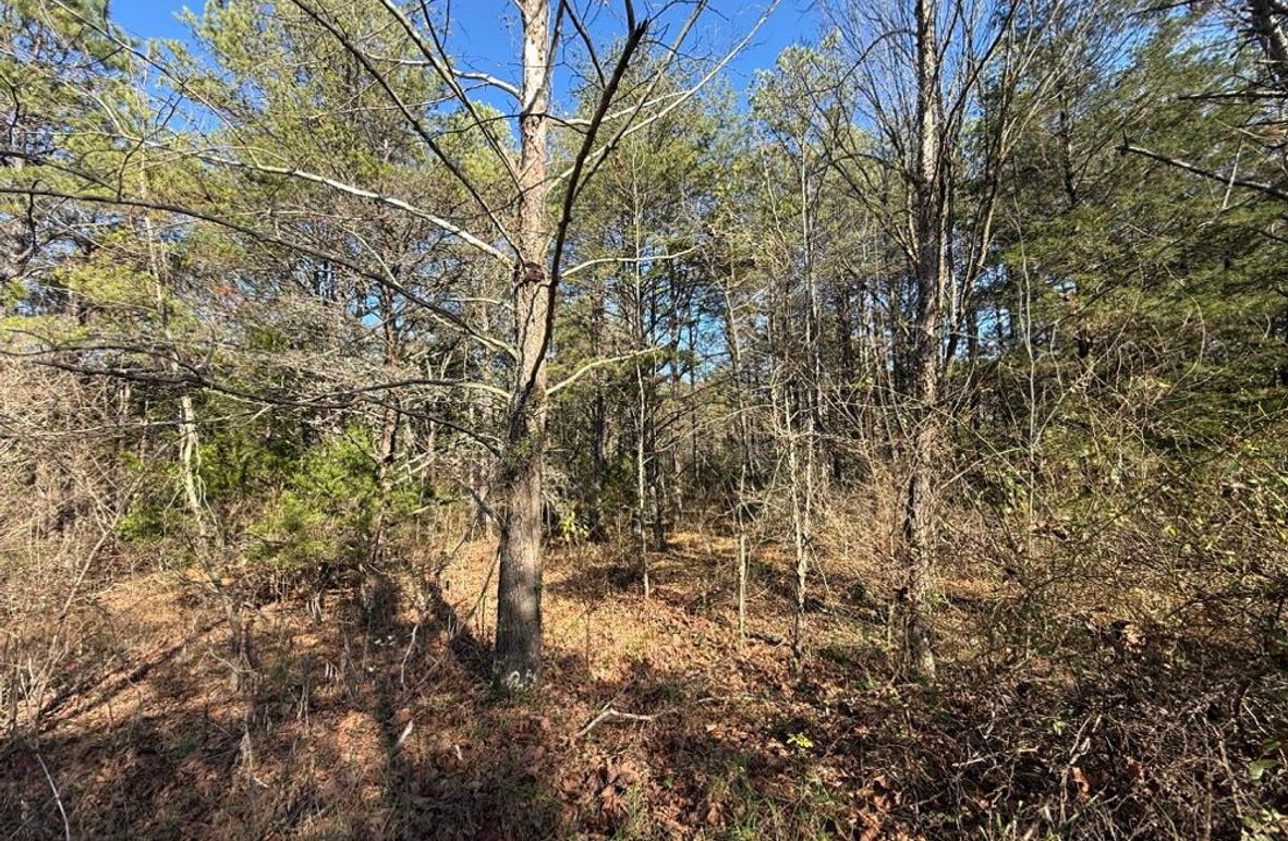 005 flat buildable area just waiting to be cleared for a cabin or RV site
