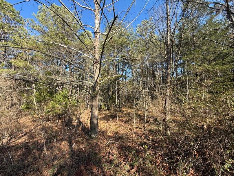 005 flat buildable area just waiting to be cleared for a cabin or RV site