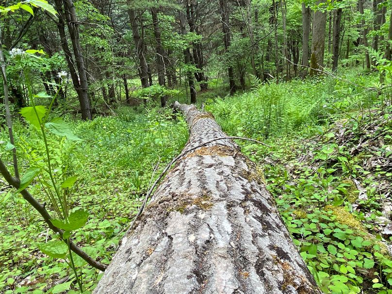 Tioga_18.72_Coulson Photo 56