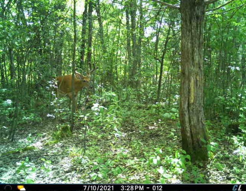 July Velvet Buck (Rub Tree)