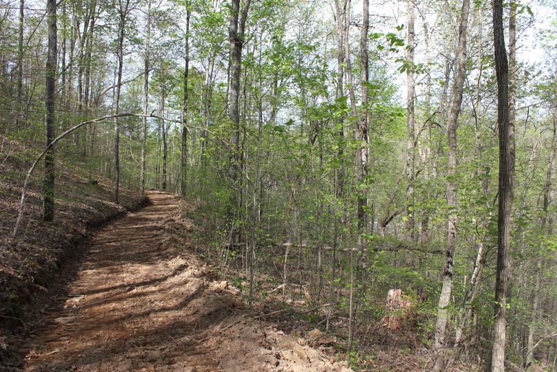 012 the graded logging road near the south point