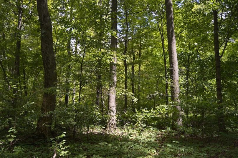 Solid white oaks