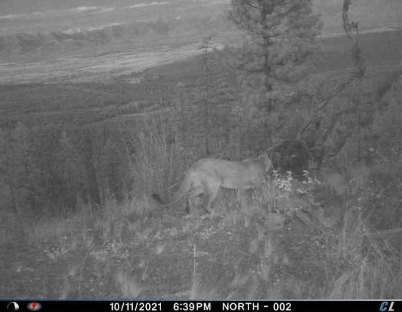 Mtn lion 4