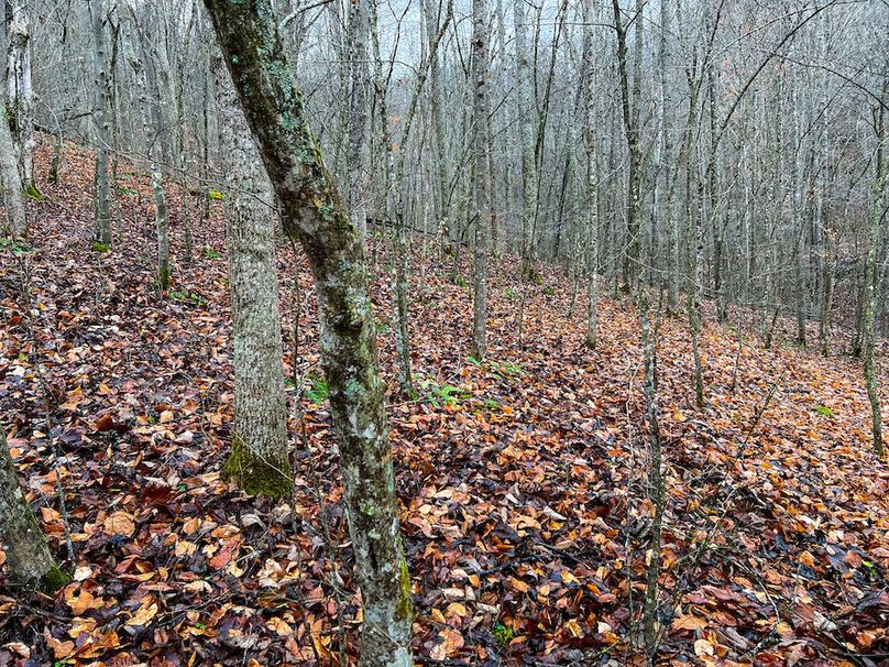 Calhoun, WV 225.69 AC Duffield-35