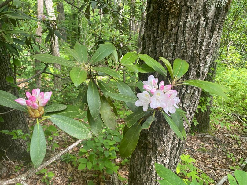 Swain 39 Tysinger-07