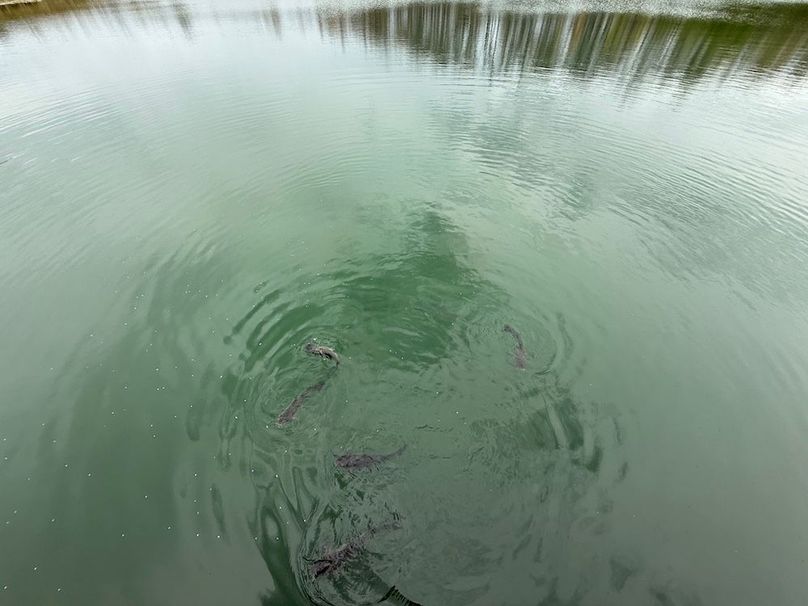 Chemung_184.12_Sterling 15