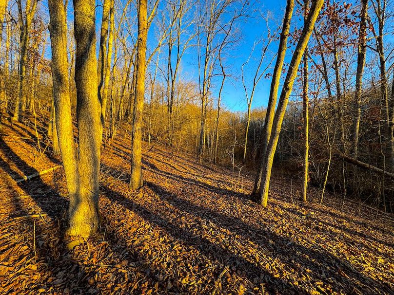 Roane, WV 100.12 AC Tree Line-25