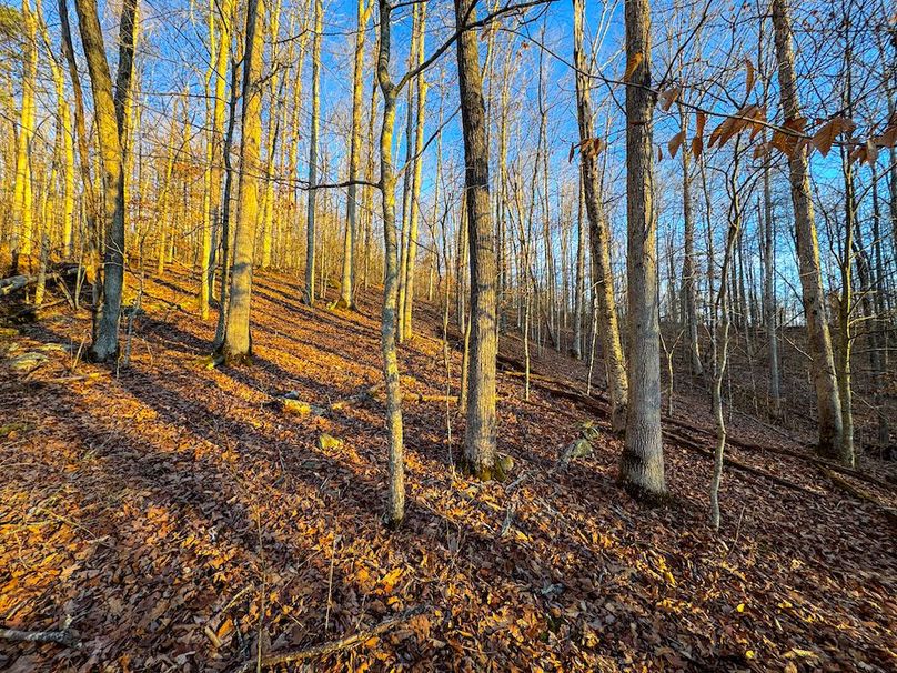 Roane, WV 100.12 AC Tree Line-30