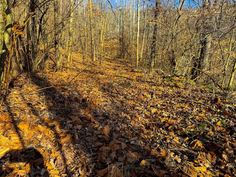 Lewis, WV 82.87 AC Barger-10