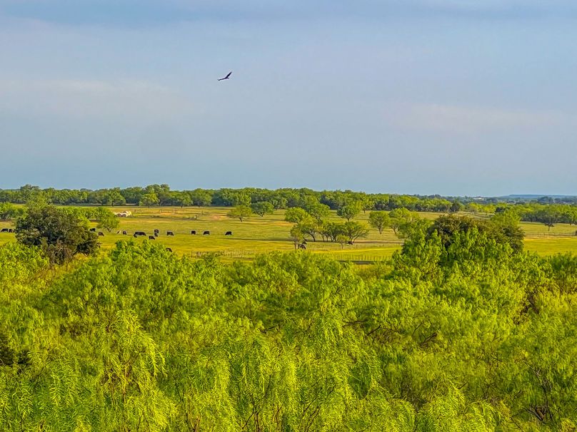 Brazos River Bottom Hunting Paradise Whitetail Properties