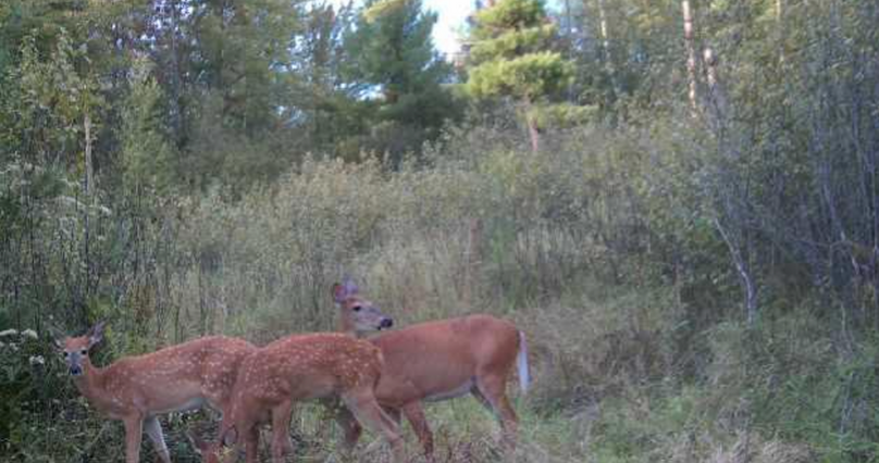 Screenshot 2026-03-03 at 9.52.49 AM