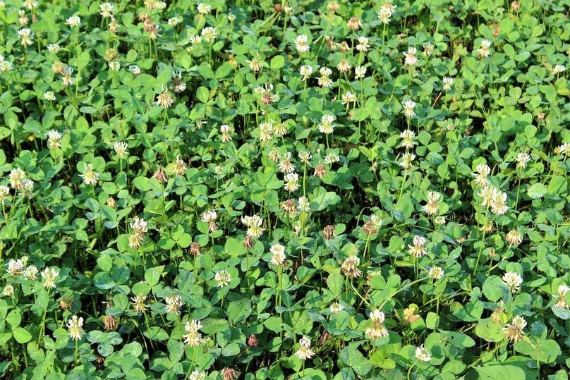 026 look at the stand of clover!!  These fields are fertile!