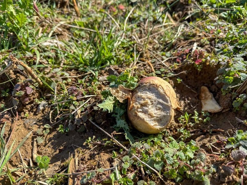 Fleming Petry 120-078