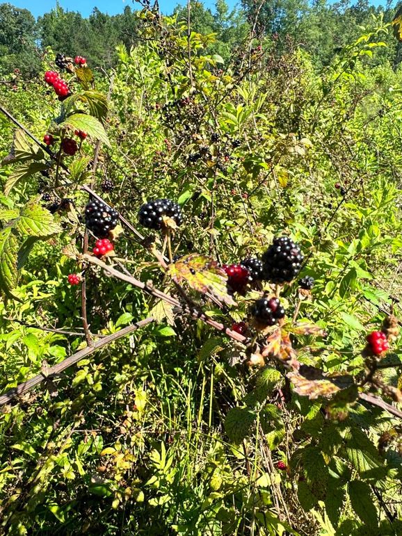 (31)Blackberry Thickets