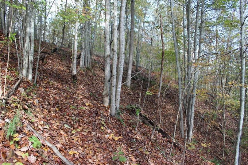 028 young poplar stand