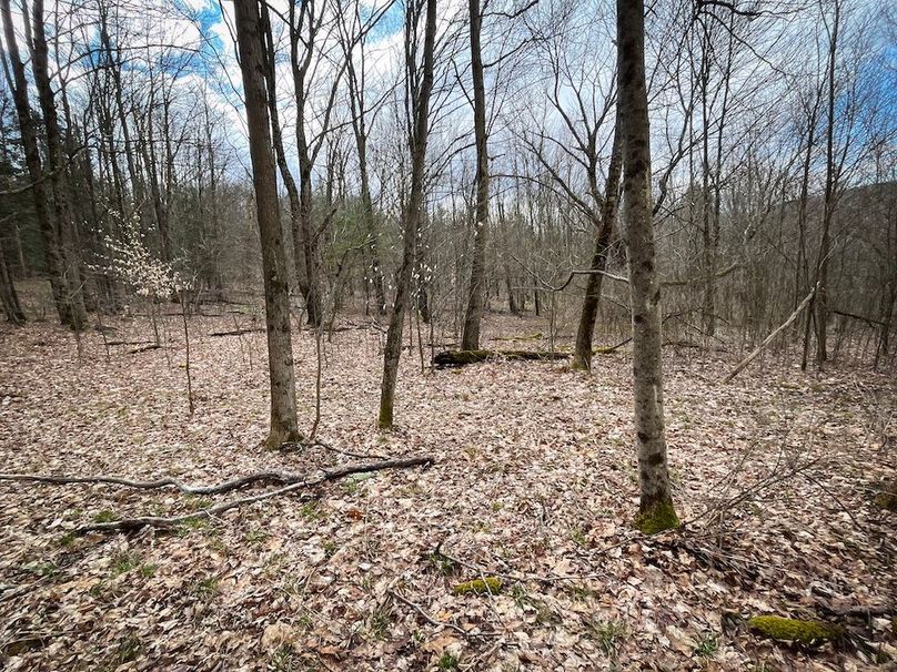 Tioga__NY_109.7_Burris_Photos_67