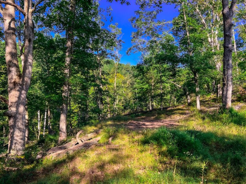 Calhoun, WV 101.8 AC Holly -19