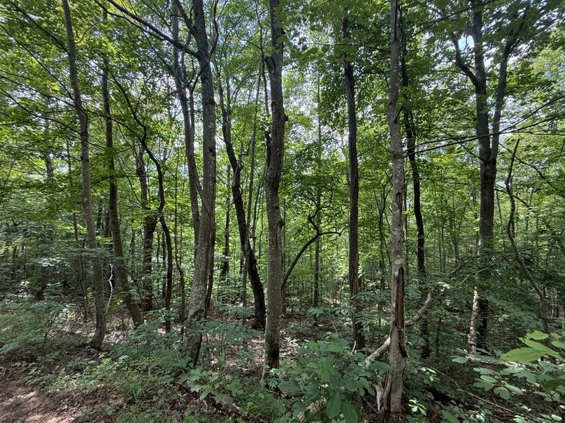 009 forested area near the south ridge