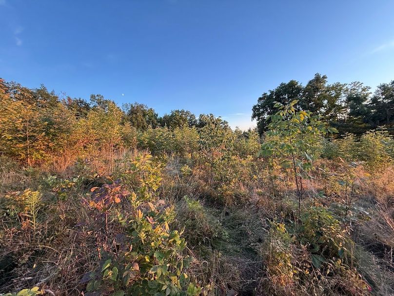 Ontario_33.3_Proseus Photo 51