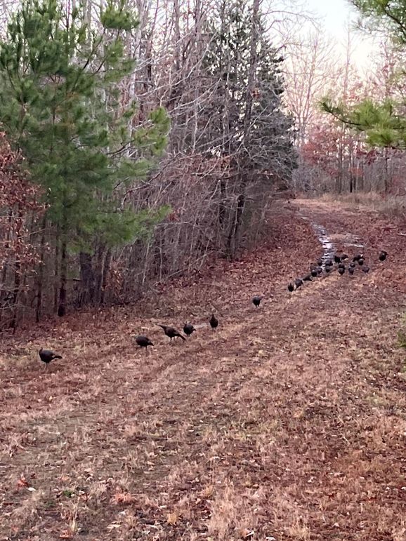 Benton 133.5 Trail Cam-11