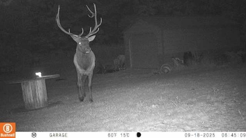 Atlanta - Elk leaving next door and coming onto our property