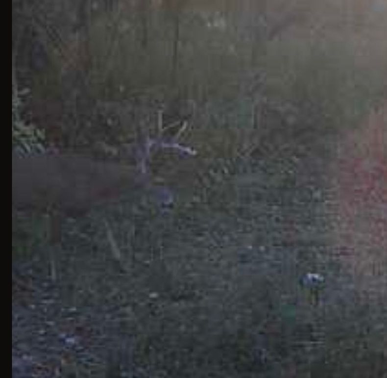 Screenshot_20251105_192702_SPYPOINT