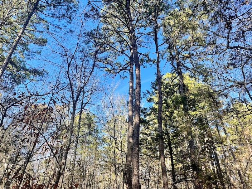 Beautiful HWY Frontage Near Nimrod Lake Whitetail Properties