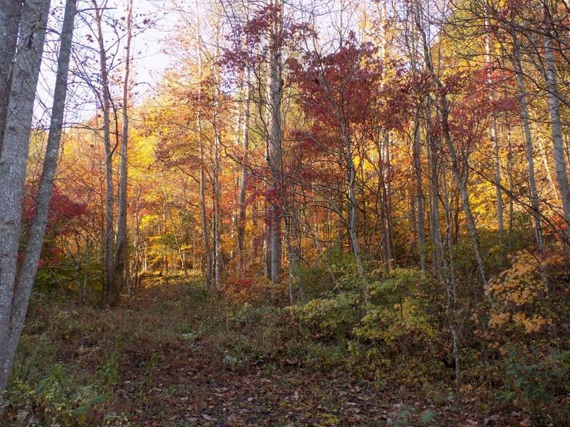 Trail in the late fall