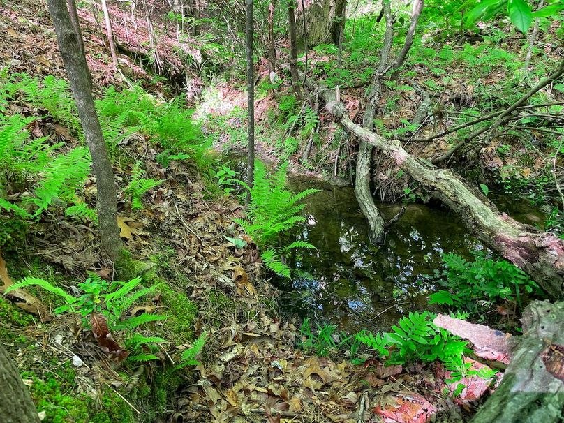 Haralson GA 100 McIntyre-50