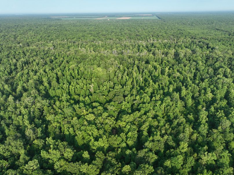 dji_fly_20230630_080636_189_1688137790006_photo