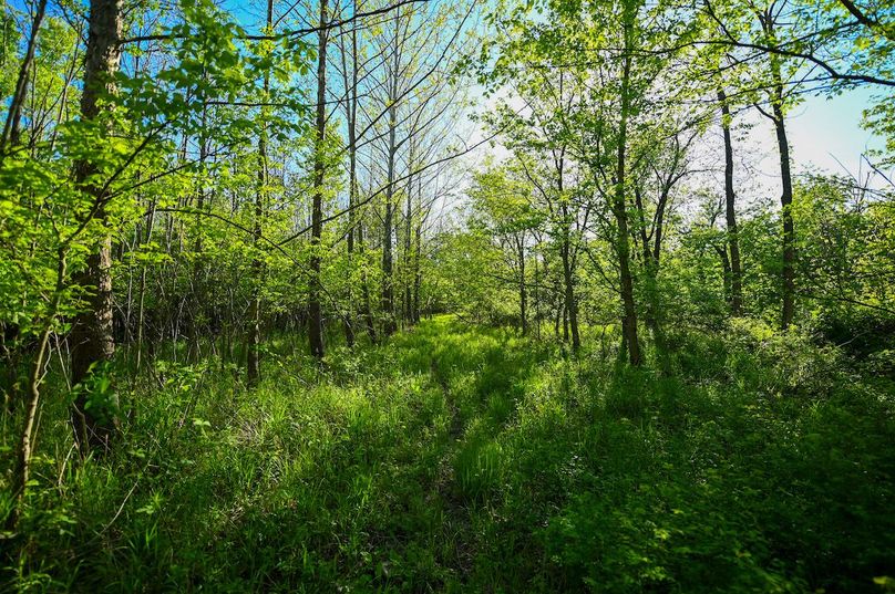 vandalia 450 (2)-3041