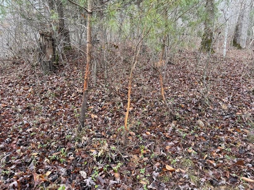 009 lots of good deer sign and habitat