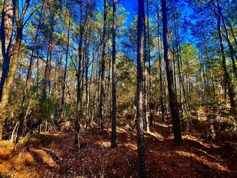 F13B0600-153C-437F-9AD4-4F16D9E6B85E_1_201_a