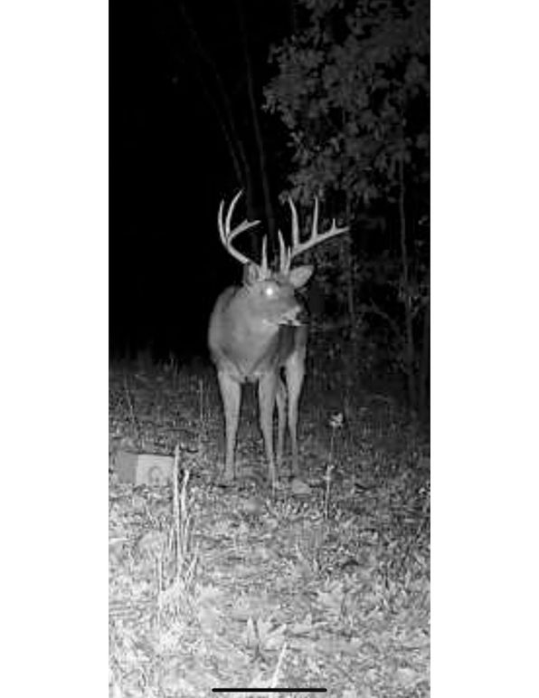 Ruston deer 8