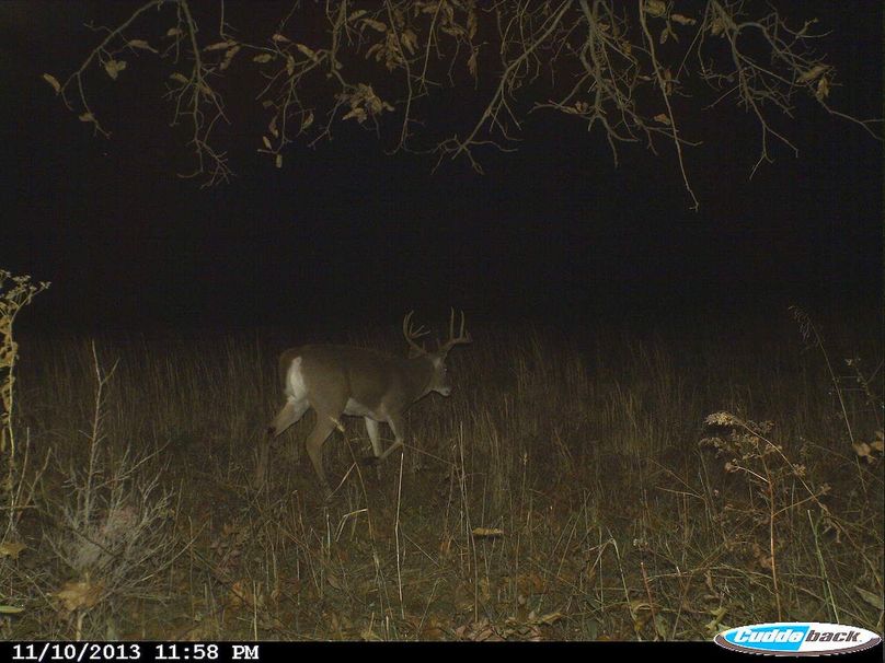 11 pt.