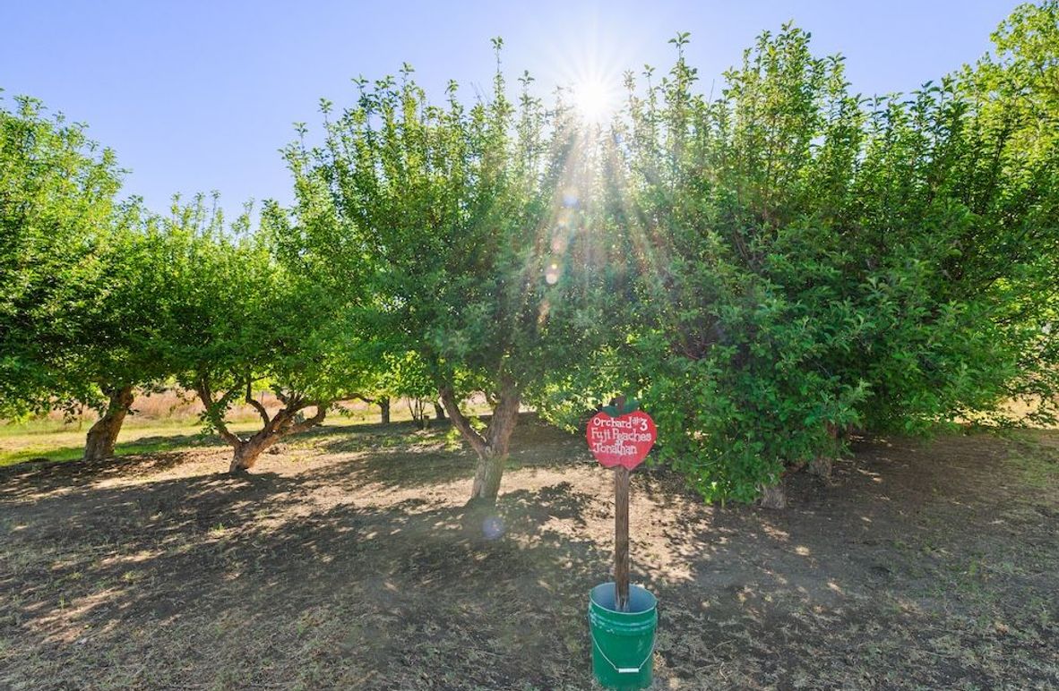 04 - Orchard