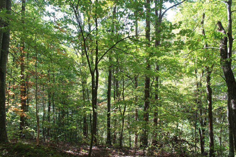 012 forested west facing slope in the lower portion of the property