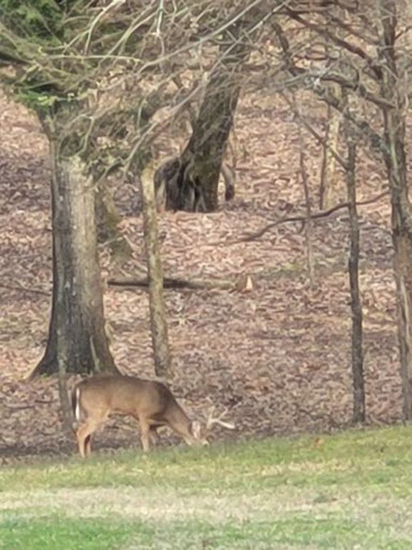 Deer